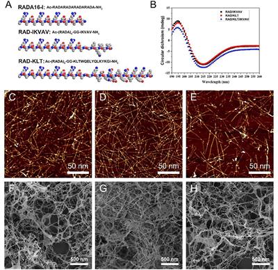 Repairing sciatic nerve injury with self-assembling peptide nanofiber scaffold-containing chitosan conduit